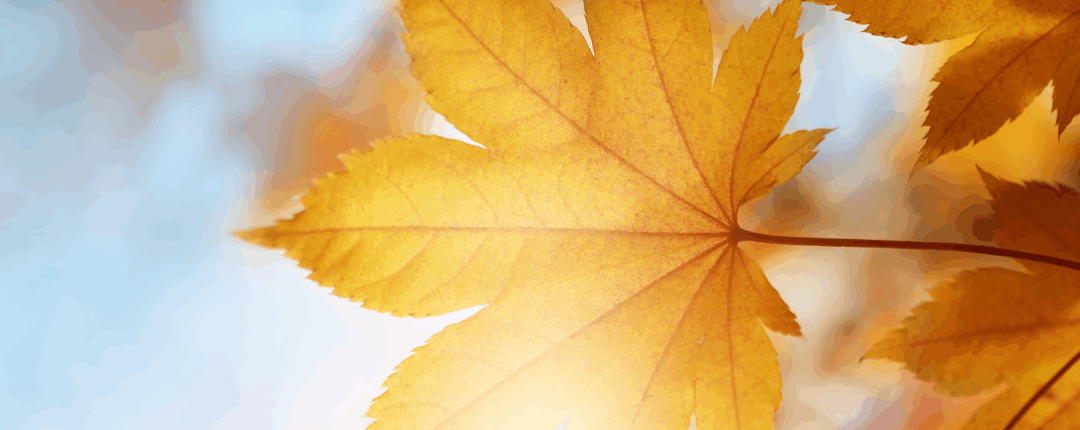 Sicher durch den Herbst – Tipps für Autofahrer