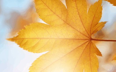 Sicher durch den Herbst – Tipps für Autofahrer
