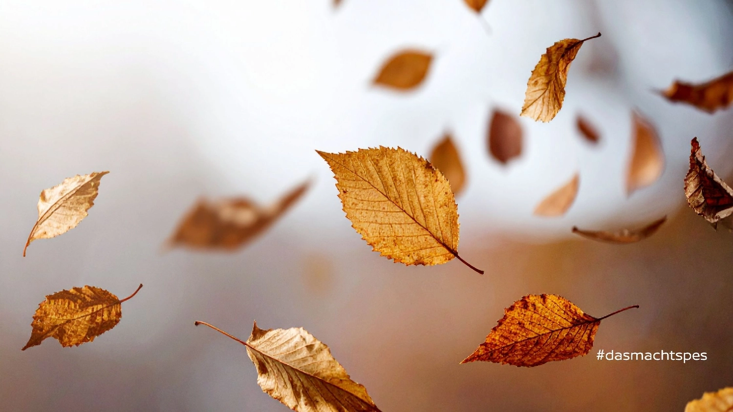 herbstmotiv_spes